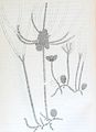 Myriotrichia repens1